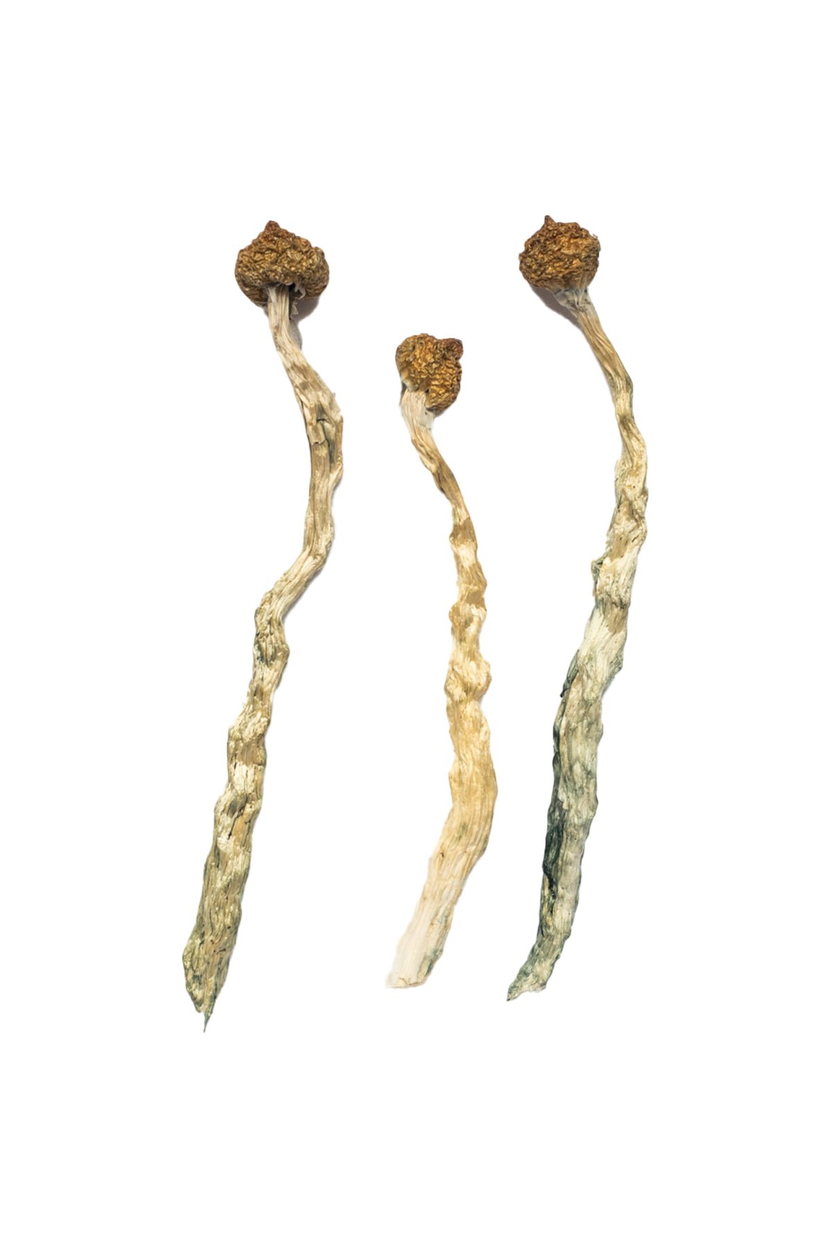 Arenal Volcano Magic Mushrooms