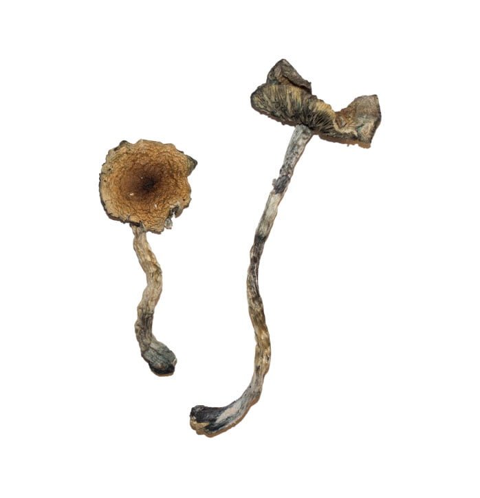 Blue Meanie Magic Mushrooms