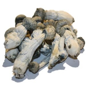 Buy Albino Penis Envy Mushrooms Online