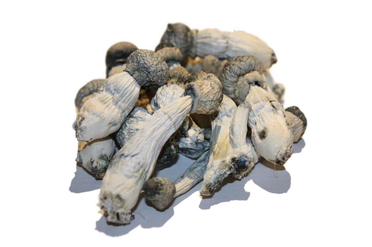 Buy Albino Penis Envy Mushrooms Online