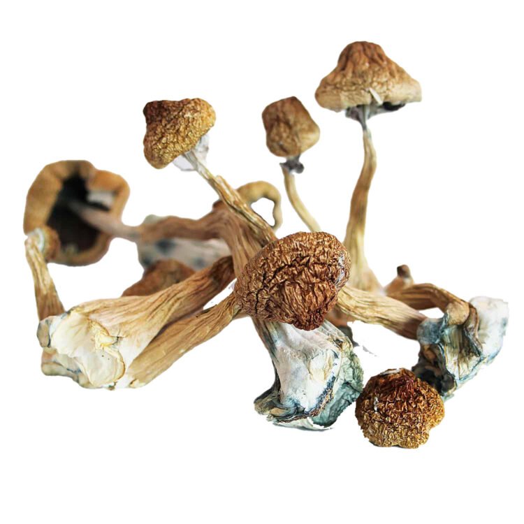 Buy Blue Foot Magic Mushroom Online