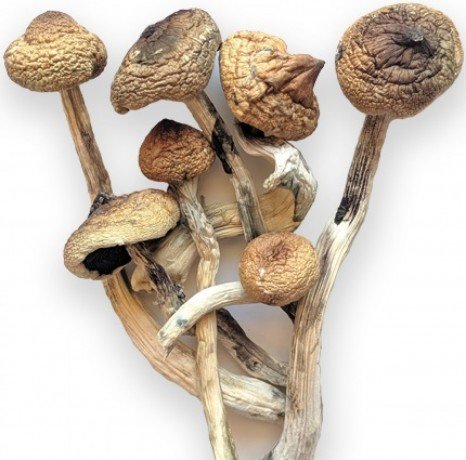 Buy Ecuadorian Magic Mushrooms Online