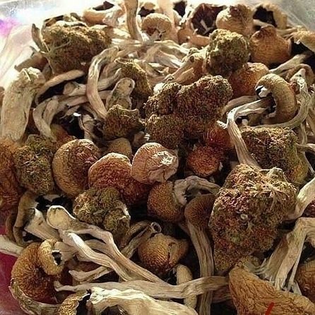 Buy Liberty Caps Mushrooms