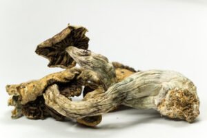 Buy Psilocybe cubensis Online