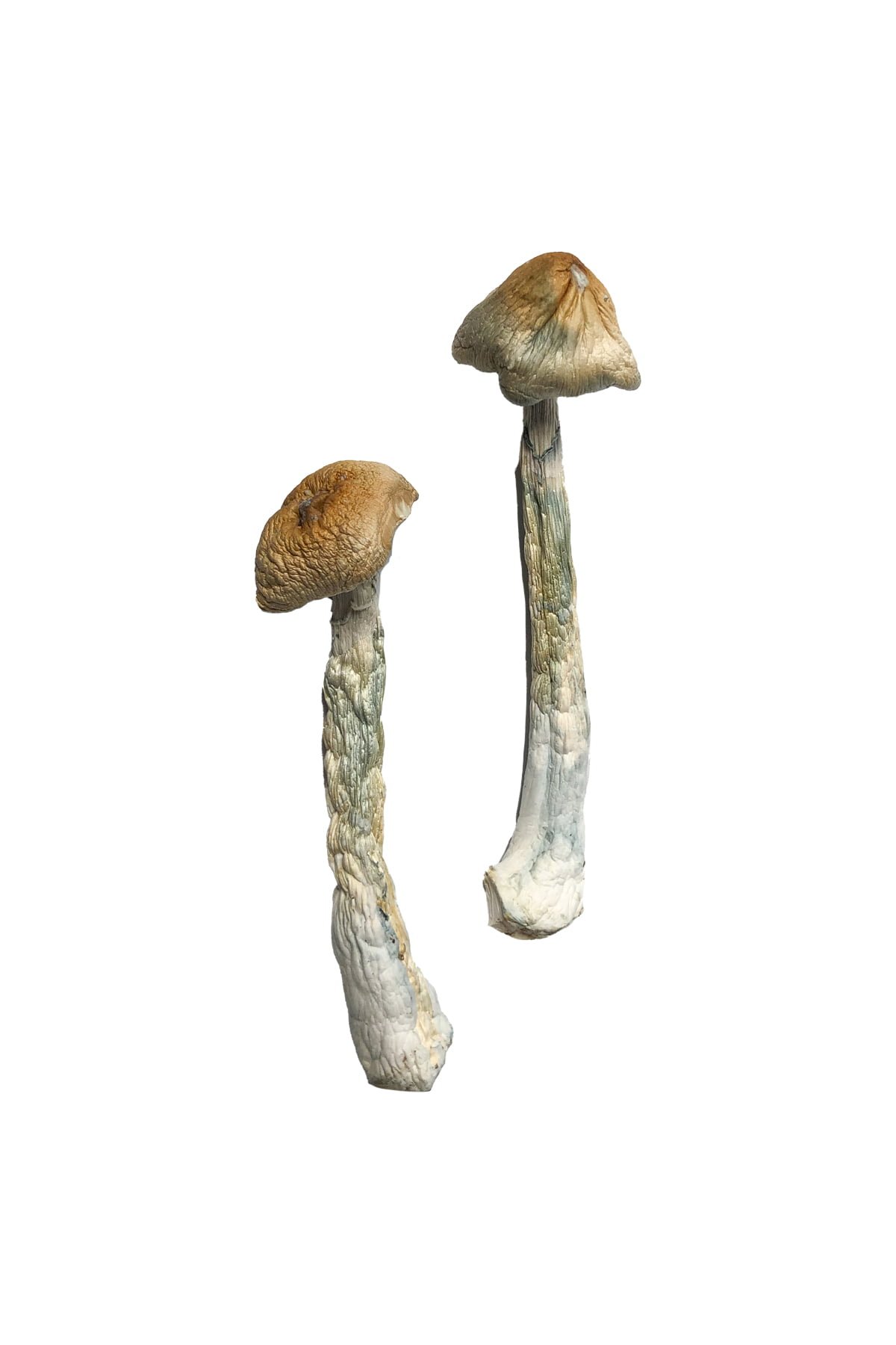 HillBilly Magic Mushrooms