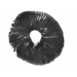 Thai Ban Hua psilocybe cubensis spore print