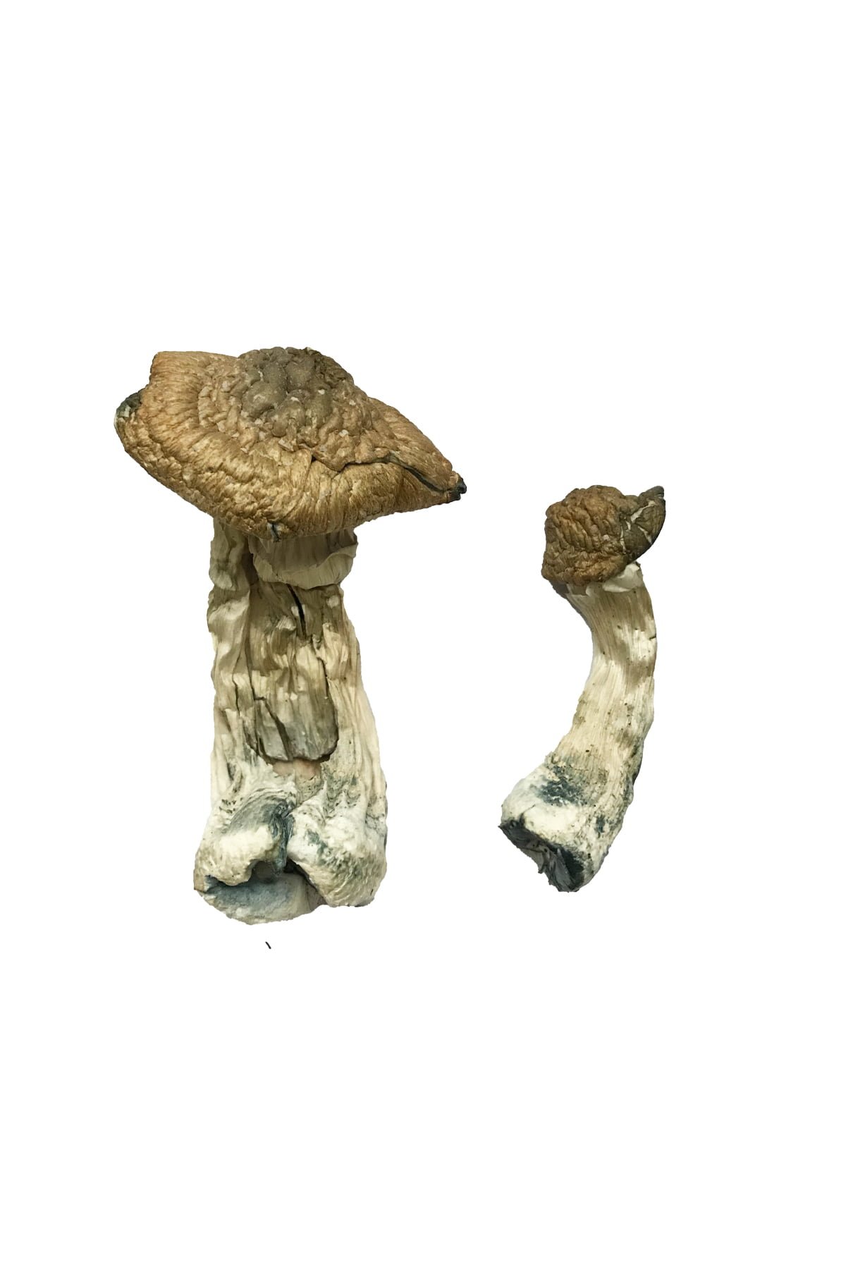 Tri-Colour Ecuadorian Magic Mushrooms